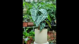 Cây môn quan âm Alocasia Polly trồng chậu để bàn tô điểm các không gian làm việc văn phòng quà tặng cây xanh