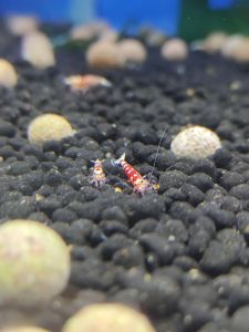 Red Fancy Shrimp - Caridina Shrimp Taiwan Imported