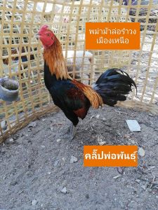 ไข่ไก่ชนพม่าม้าล่อรำงเมีองเหนือเจ้าน้ำอ้อย