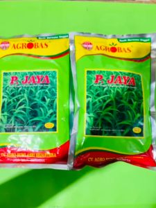 benih Kangkung Cabut Daun sempit P. JAYA terbaikk!!