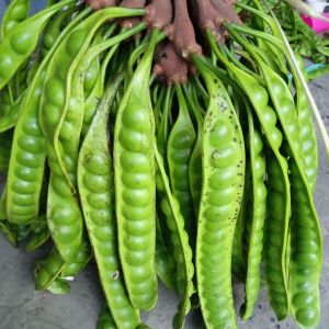 PETE SEGAR BUAH PETE