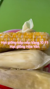 Hạt giống bắp nếp lai vàng 10 F1 gói 500 gam