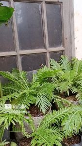 Tanaman Pakis Jibung: Tanaman Hias Indoor Terbaik