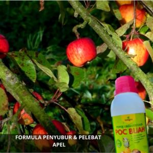 Pupuk Penyubur Tanaman Buah Apel / Pupuk Apel Cepat Berbuah Lebat / Pupuk Booster Apel Pelebat