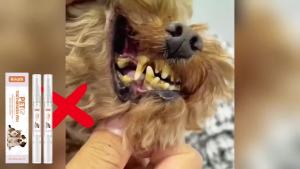 Pet Toothbrush Pen Thoroughly Cleaning Pets Mouth Reduce Dental Plaque Accumulation Eliminate Oral Odors Pet Teeth Cleaning Pen