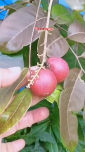 Bibit Kelengkeng Merah Hasil Okulasi Cepat Berbuah