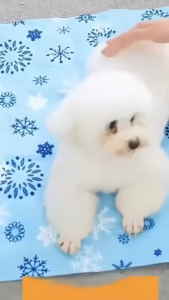 WINWAY05 ที่นอนเย็นฤดูร้อนที่นอนน้ำแข็ง ที่นอนเย็น ผู้ใหญ่ ที่นอนโซฟาที่นอนเจลดูลเลอร์ที่นอนคูล เลอร์ขน เด็ก และสัตว์เลี้ยง