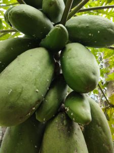 jual pepeya muda segar 1 kg