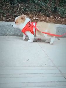 Dog Cat Harness Pet Adjustable Reflective Vest Walking Lead Leash for Puppy Polyester Mesh Harness