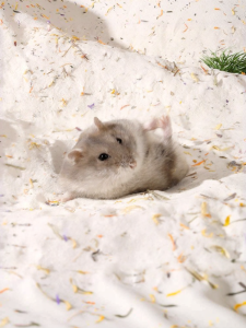 CARNO | Antibacterial Deodorizing Bath Sand For Hamster And Cat
