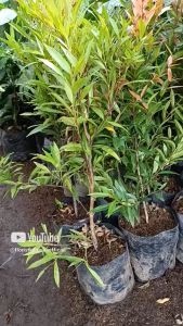 Tanaman Hias Outdoor Pucuk Merah Tinggi 25 cm