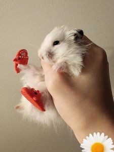Mini Pet Squirrel Hole Hole Slippers Hamster Kangaroo Possum Red Panda Flower Rat Pig Chinchilla Cooling Sandals for Small Animals