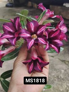 Adenium Obesum Bonsai ID MS1818 富贵花