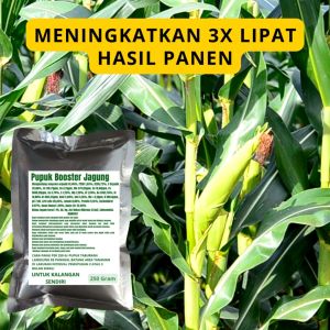 Pupuk Booster Jagung / Obat Booster Jagung / Pupuk Booster Jagung / Pupuk Jagung