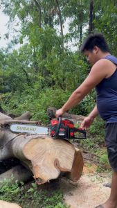 Cưa xích xăng SUBARU - SU75 mẫu cưa xích mới 2024