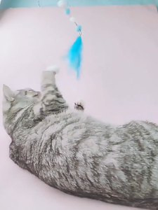 Đồ chơi cần câu Mèo nhiều banh bông (mẫu mới) - Hara Pet Store