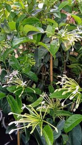 พุดบุญรักษา กระถาง 11 นิ้ว ต้นสวยและแข็งแรง (กทม)