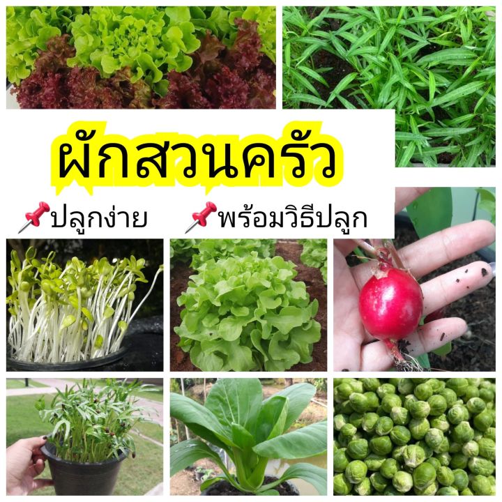 เมล็ดพันธุ์ผักสวนครัวรวม (ผักชี, ผักบุ้ง, สลัด, เรดิช, กวางตุ้ง) ปลูกง่าย