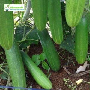 Benih Mentimun Calista F1 Cap Mutiara Bumi Tahan Virus Gemini Bumi Buah Hijau Tua Isi 25 Gram