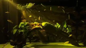 1W LED สปอตไลท์ตกแต่งสีสันภูมิทัศน์ตู้ปลา