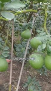 Chống rụng Tức Thì chống rụng hoa chống rụng trái non