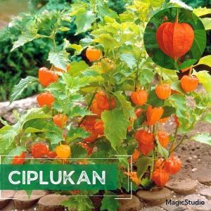 15 BIJI BENIH RED GOOSEBERRY | CIPLUKAN MERAH