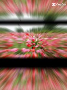 [Gói 500 Hạt ] Hạt Giống Hoa Poppy - Siêu Dễ Trồng Dễ Chăm SócTặng kèm Hướng Dẫn Trồng