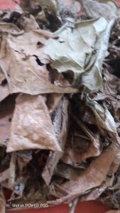 Daun Sirih Kering Alami / Daun Seureuh Kering / Natural Dried Betel Leaves