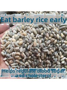 Low Glycemic Index Safe for Pregnancy Barley Grain