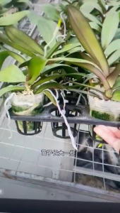 Orchid Planting Tray Nursery Pots Plastic Seedling Pot Gardening Pot Tray Pasu Semaian Plastik Murah Berlubang