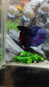 DAUN KETAPANG LAUT KEMASAN KECIL PREMIUM UNTUK IKAN CUPANG CHANA DLL HASIL FERMENTASI