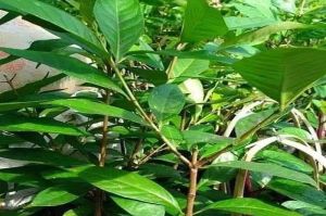 Daun salam segar asli 100% 250 gram