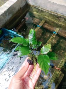 anubias  nana tanaman aquascape  media wabikusa