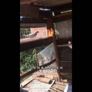 11.8/15.7 IN Pigeon Entrance Trapping Door Metal Wire Bars Frame T-trap One Way Loft Door for Pigeon House Bird Cage