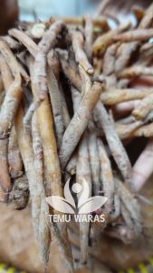 Temu Kunci Segar 250gr Organik - Asli Gunung Kidul