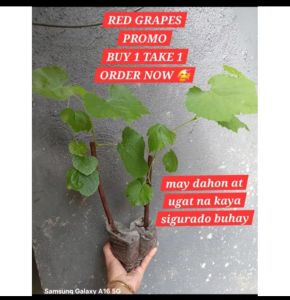 RED GRAPES CATAWBA AT CARDINAL SEEDLINGS MADALING BUHAYIN MATAMIS AT MALALAKI BUNGA