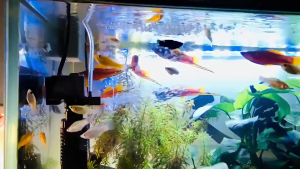 POMPA AKUARIUM 3 IN 1 AKUARIUM POMPA FILTER OKSIGEN UNTUK TANGKI IKAN FA