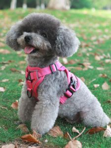 สายจูงสุนัขสัตว์เลี้ยง เสื้อกั๊ก สไตล์สุนัขตัวเล็กสายรัดหน้าอกเท็ดดี้ Bichon Pomeranian เชือกเดินไม่ยืดข้อกําหนดปกติ