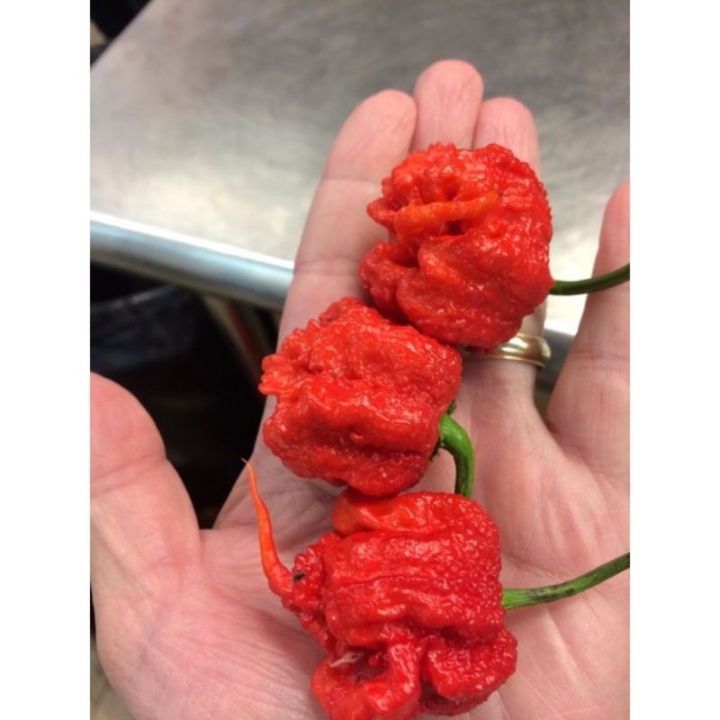 H%E1%BA%A0T%20GI%E1%BB%90NG%20%E1%BB%9AT%20TRINIDAD%20%E1%BB%9AT%20B%E1%BB%8C%20C%E1%BA%A0P%20SI%C3%8AU%20CAY%20NH%E1%BA%A4T%20TH%E1%BA%BE%20GI%E1%BB%9AI%205%20H%E1%BA%A0T%20-%20Image%202