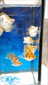 Molly Fish Short Marble Golden Dot Roundtail Balloon (Crystal Eye Platinum)