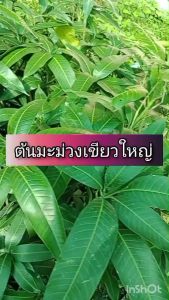 ต้นมะม่วงเขียวใหญ่ เกษตรกรนิยม ปลูกเก็บผลขาย ได้รับความนิยม ผู้ซื้อรับประทาน ปลูก