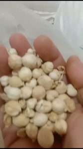 Kapulaga Putih Bulat 100 Gram – Rempah Utuh Rasa Lembut & Aroma Khas 100% Murni