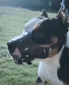 dog mouth cover anti bite Muzzle Mask PU Leather Bark Chewing Safety Pet Training Accessories Control busal sa bibig ng aso busal adjustable guard