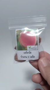 5 เมล็ด พีช ท้อ ลูกท้อ ลูกพีช Peach เมล็ดท้อ เมล็ดพีช