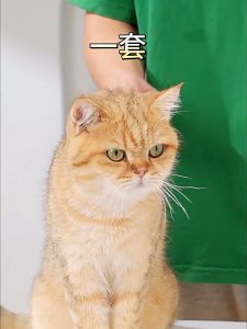 Dây Dắt Chó Mèo Yếm Dắt Thú Cưng Dây Dẫn Đi Dạo Hình Vịt Vàng Dễ Thương Êm Ái