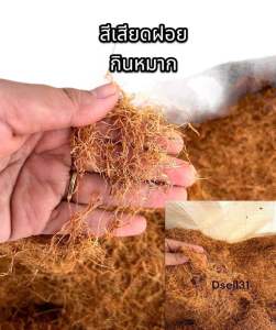 สีเสียด สีเสียดใส่ปลากัด สีเสียด 1กิโลกรัม สีเสียดกินกับหมาก ไม้สีเสียด สีเสียดทำน้ำหมัก