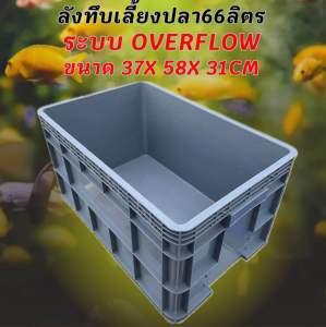 ลังพลาสติกแบบสูงทึบสีเทา ระบบท่อเดียว ท่อสีฟ้า ระบบover flow อ่างเลี้ยงปลา กะบะเลี้ยงปลา อ่างปลาบอลลูน อ่างปลาเมกาดะ