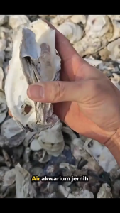 Media Filter Aquarium Oyster Shell pH Stabil Cocok untuk Kolam Ikan Aquascape Biofilter