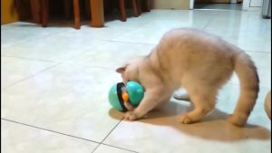 ของเล่นฝึกทักษะแมว ของเล่น ของเล่นแมว ของเล่นแมวถูกๆ ของเล่นแมวเด็ก ลูกบอล ของเล่นหมา ไม้ตกแมว ไม้ตกแมว ไม้ล่อ บอลให้อาหาร