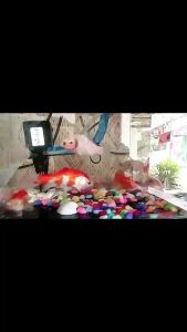 Batu warna warni hiasan tanaman dan aquarium